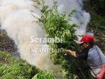 polisi-membakar-tanaman-ganja_1.jpg