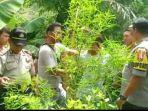 polisi-menemukan-tanaman-ganja-di-lombok-utara.jpg