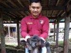 polisi-selidiki-kasus-kematian-6-monyet-di-mamuju.jpg