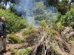 polres-bireuen-bakar-ladang-ganja.jpg