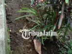 posisi-kaki-manusia-yang-kuburan-di-desa-tegowangi-kecamatan-plemahan_20180518_105908.jpg
