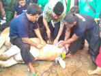 potong-hewan_20150924_113914.jpg