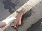 potongan-kaki_20160929_143043.jpg