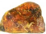 potongan-resin-yang-mengandung-fosil-burung-berusia-99-juta-tahun_20170623_022308.jpg