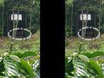 potongan-video-harimau-tertangkap-di-kawasan-muaraenim.jpg