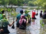 potret-penanaman-pohon-bakau-di-kawasan-pantai-tanjung-pasir.jpg