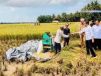 presiden-jokowi-kunjungan-kerja-tinjau-panen-raya-padi-di-kebume_20230309_124700.jpg