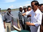presiden-jokowi-kunjungi-tambak-ikan-mamuju_20150530_173047.jpg
