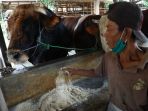 presiden-jokowi-kurban-sapi-jenis-metal-berbobot-1-ton-lebih_20200728_141119.jpg