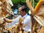 presiden-jokowi-panen-jagung-di-kelurahan-brang-biji-4.jpg