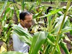 presiden-jokowi-tanam-jagung-di-sorong_20211004_125606.jpg