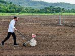 presiden-jokowi-tanam-jagung.jpg