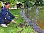 presiden-lepas-liarkan-satwa-di-kebun-raya-bogor_20160103_181901.jpg