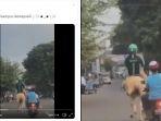 pria-beratribut-ojol-mengunggangi-kuda.jpg