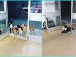 pria-tunawisma-dilarikan-ke-rumah-sakit-4-anjing-liar-yang-dipeliharanya-setia-menunggunya-di-luar.jpg
