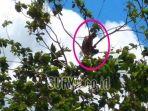 probo-sutejo-di-atas-pohon-setinggi-20-meter.jpg