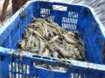 produk-udang-indonesia_20160620_063654.jpg