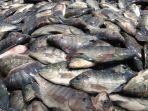 produksi-ikan-nila-dari-kampung-perikanan-budidaya-ikan-nila-sali.jpg