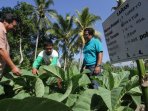 produktivitas-tembakau-di-indonesia_20160801_220906.jpg