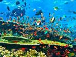program-diving-fam-trip-labuan-bajo-ntt_20160902_094314.jpg