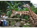 promo-taman-safari-bogor-akhir-tahun.jpg