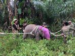 proses-evakuasi-gajah-berusia-5-tahun111.jpg