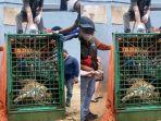 proses-evakuasi-harimau-yang-dipelihara-secara-ilegal.jpg