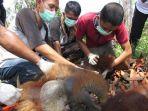 proses-evakuasi-orangutan-di-perkebunan-sawit-desa-paya-bumbum.jpg