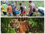 proses-evakuasi-sopiana-korban-terkaman-harimau.jpg