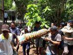 proses-harimau-dievakuasi.jpg
