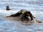 proses-penyelamatan-seekor-gajah-di-laut-lepas-oleh-angkatan-laut-srilanka_20171005_163711.jpg