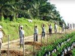 pt-perkebunan-nusantara-v.jpg