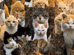 pulau-aoshima-pulau-surga-bagi-para-pecinta-kucing-di-jepang.jpg