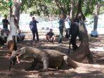 pulau-komodo11.jpg