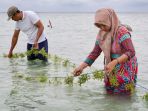 pulau-pari-melawan-naiknya-permukaan-laut_20230317_085816.jpg