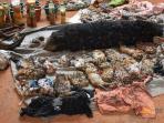 puluhan-anak-harimau-mati-yang-ditemukan-di-freezer-di-sebuah-kuil-thailand_20160603_161147.jpg