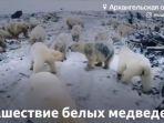 puluhan-beruang-kutub-menyerbu-sebuah-kota-kecil-rusia.jpg