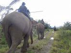 puluhan-gajah-liar-dihalau-gajah-jinak.jpg