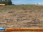 puluhan-hektar-tanaman-padi-rusak-akibat-banjir_20170225_185745.jpg