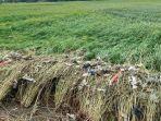 puluhan-hektare-sawah-rusak-usai-direndam-air-banjir-lebak-banten.jpg