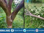 puluhan-tanaman-jeruk-tiba-tiba-dirusak-dengan-cara-ditebang.jpg