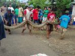 puluhan-warga-di-kabupaten-takalar-sulawesi-selatan-menangkap-ular-piton-sepanjang-delapan_20170403_081845.jpg