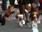purina-alpo-dog-run-2015_20150524_190630.jpg
