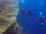 puwsi-himbau-operator-scuba-diving-perhatikan-keselamatan-dan-kualitas-layanan.jpg