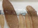 pyrosome_20170707_211323.jpg