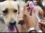 rabies-anjing.jpg