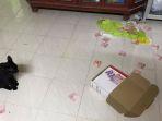 rahasia-suami-terbongkar-berkat-kucing.jpg