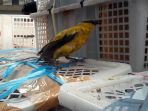 ratusan-ekor-burung-liar-diamankan-polda-jambi_20170210_124930.jpg