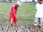 ratusan-hektar-padi-sawah-di-desa-lare-lare-kecamatan-bua.jpg
