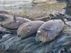 ratusan-ikan-mendadak-mati-terdampar.jpg
